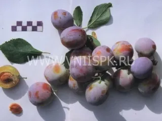 Сорт сливы домашней Волгоградская