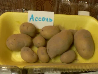 Сорт картофеля Ассоль 0