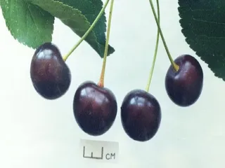 Сорт вишни Причуда