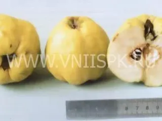 Сорт айвы Золотой Шар