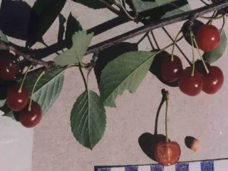 Сорт вишни Аморель Розовая