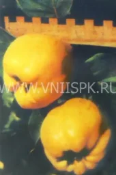Сорт айвы Солнечная 0