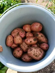 Сорт картофеля Першацвет 1