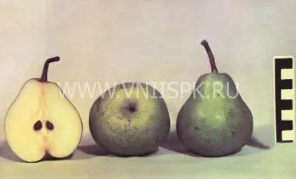 Сорт груши Шихан 0