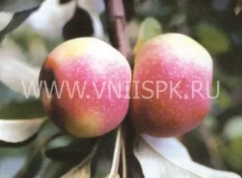 Сорт яблони Восход Кубани 0