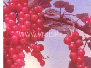 Сорт смородины красной Чулковская