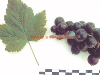 Сорт смородины черной Минусинская Степная