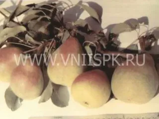 Сорт груши Кабардинка
