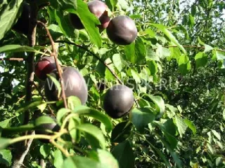 Сорт абрикоса Кубанский Черный