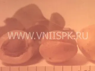 Сорт абрикоса Ставропольский Молодёжный