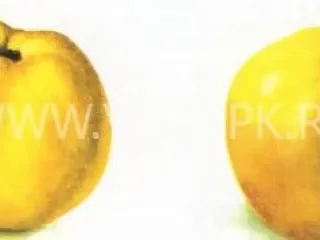 Сорт яблони Куйбышевское