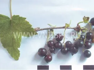 Сорт смородины черной Кольский Сувенир
