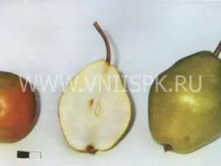Сорт груши Добрянка (Сентябрина)