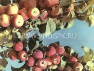 Сорт яблони Красная Гроздь
