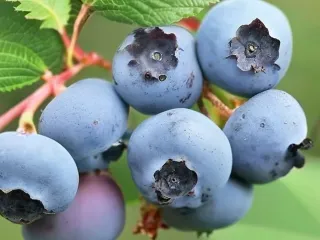 Сорт голубики Спартан