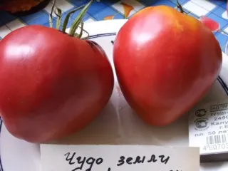 Сорт томата Чудо земли