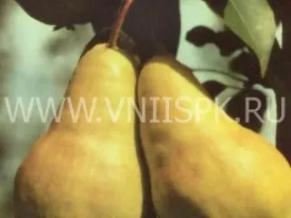 Сорт груши Видная (Бугристая)
