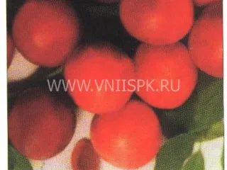 Сорт алычи Карминная