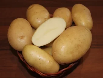 Сорт картофеля Крепыш 0