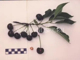 Сорт вишни Песковатская
