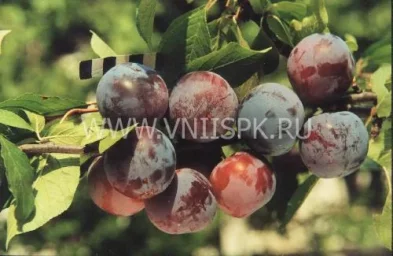 Сорт сливы домашней Ренклод Харитоновой 0