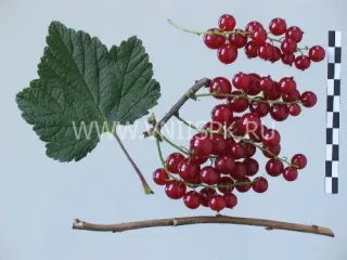 Сорт смородины красной Ася