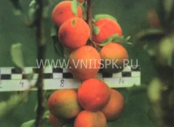 Сорт сливы китайской Чемальская Крупная 0