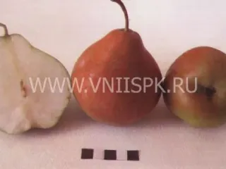 Сорт груши Селянка (Россошанская Крупная)