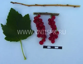 Сорт смородины красной Константиновская (Память Смольяниновой) 0