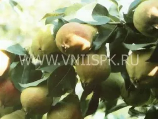 Сорт груши Детская