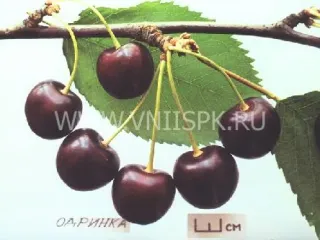 Сорт черешни Одринка