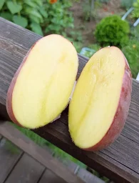 Сорт картофеля Эволюшн 1