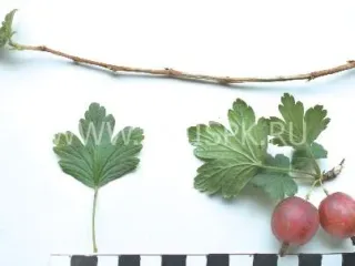 Сорт крыжовника Битцевский