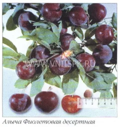 Сорт алычи Фиолетовая Десертная 0
