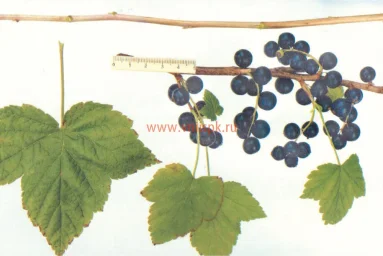 Сорт смородины черной Увертюра 0