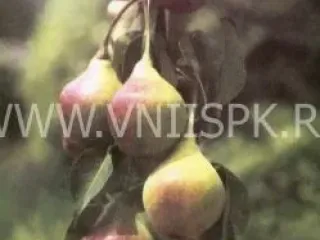 Сорт груши Кубанская Сочная (Груша)