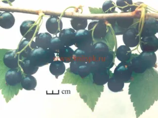Сорт смородины черной Дар Смольяниновой