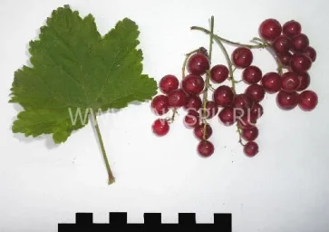 Сорт смородины красной Бараба 0