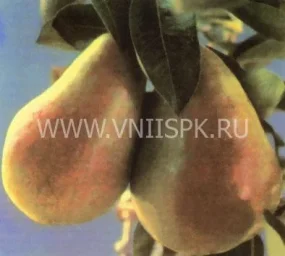 Сорт груши Бере Ранняя Мореттини (Бере Прекос Мореттини) 0