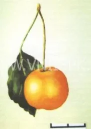 Сорт яблони Янтарка Алтайская 0