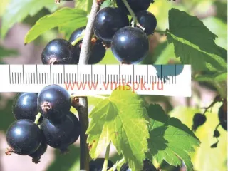 Сорт смородины черной Соловьиная Ночь