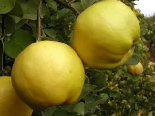 Сорт айвы Съедобная