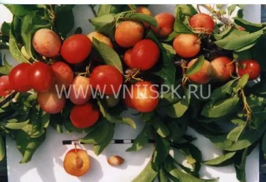 Сорт сливы китайской Пионерка (Слива Китайская) 0
