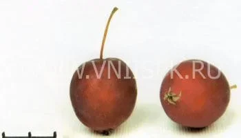 Сорт яблони Долго 0