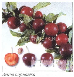 Сорт алычи Сарматка 0