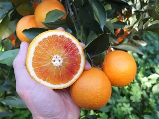Апельсин Королёк