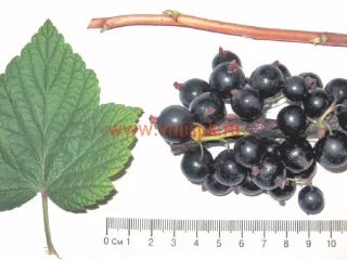 Сорт смородины черной Маленький Принц