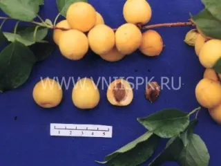 Сорт абрикоса Гритиказ