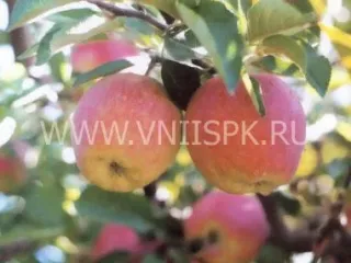 Сорт яблони Делишес (Превосходное)