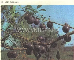 Сорт алычи Кремень 0